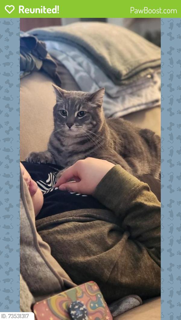 Reunited Male Cat last seen Woodland between Tulare and Walnut, Visalia, CA 93277