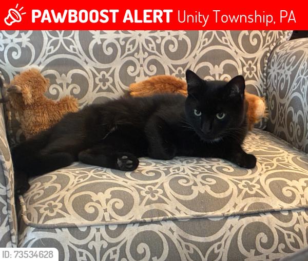 Lost Male Cat last seen Alpen Strasse Drive, Unity Township, PA 15650