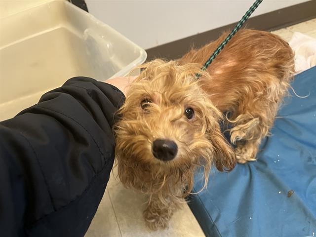 Shelter Stray Female Dog last seen Near BLOCK PACIFIC HWY S, KENT WA 98032, 21615 64th Ave S, Kent, WA 98032, USA