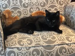 Lost Male Cat last seen Cat Curve Ct, Unity Township, PA 15650