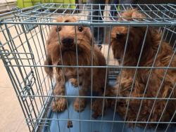 Shelter Stray Male Dog last seen Near BLOCK PACIFIC HWY S, KENT WA 98032, 21615 64th Ave S, Kent, WA 98032, USA