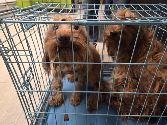 Shelter Stray Male Dog last seen Near BLOCK PACIFIC HWY S, KENT WA 98032, 21615 64th Ave S, Kent, WA 98032, USA
