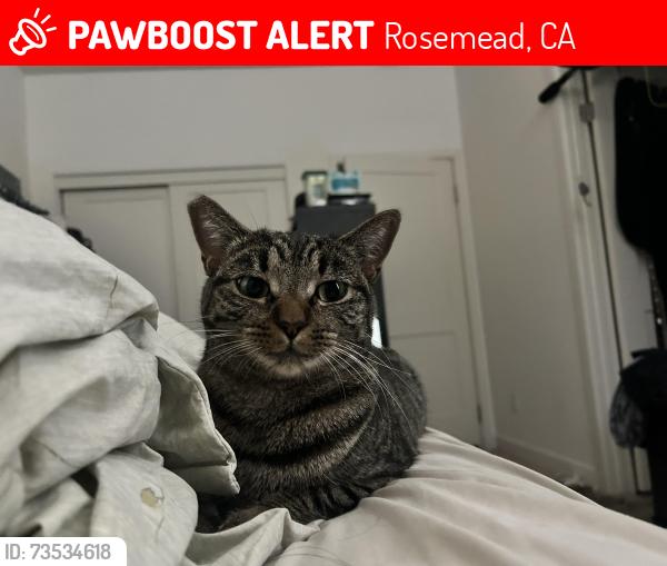 Lost Female Cat last seen Near Garvey Ave, Rosemead, CA 91770