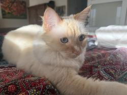 Reunited Female Cat last seen Dahlquist Rd&Walnut Ave., Irvine, CA 92604