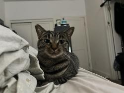 Lost Female Cat last seen Near Garvey Ave, Rosemead, CA 91770
