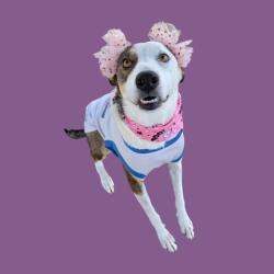 Shelter Stray Female Dog last seen ENGER ST, BAKERSFIELD CA 93312, 3951 Fruitvale Ave, Bakersfield, CA 93308, USA