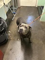 Shelter Stray Female Dog last seen DUCKHORN DR & FAR NIENTE WAY, 2127 Front St, Sacramento, CA 95818, USA