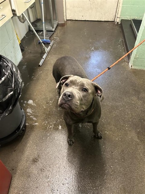 Shelter Stray Female Dog last seen DUCKHORN DR & FAR NIENTE WAY, 2127 Front St, Sacramento, CA 95818, USA