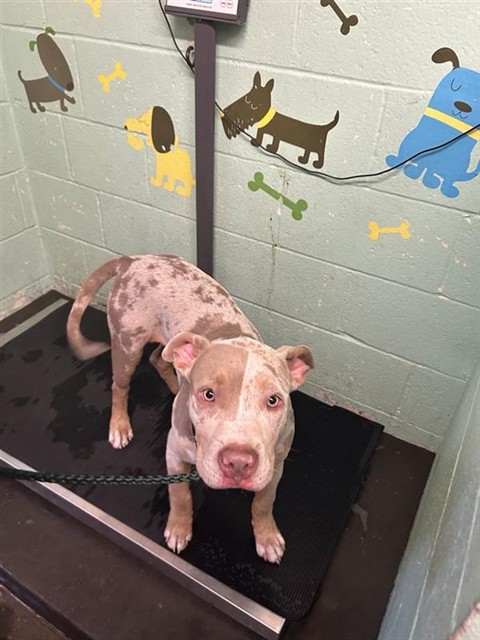 Shelter Stray Female Dog last seen DUCKHORN DR & FAR NIENTE WAY, 2127 Front St, Sacramento, CA 95818, USA