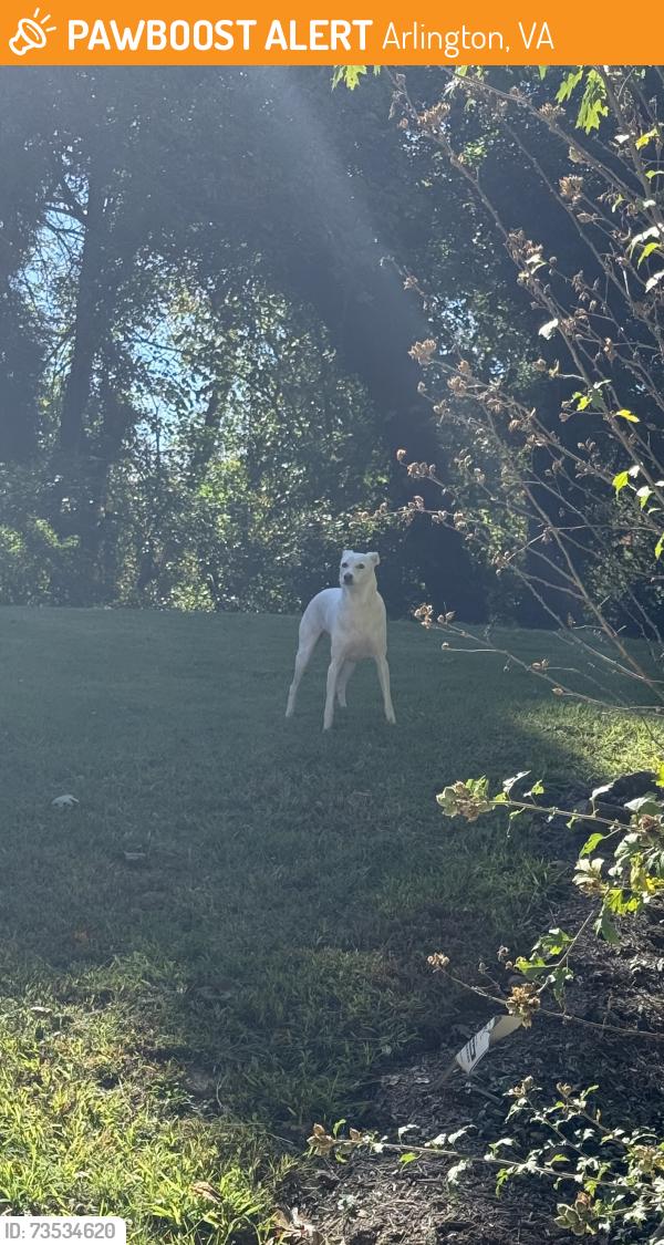 Found/Stray Male Dog last seen Seventh Street / W&OD Trail, Arlington, VA 22204