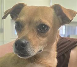 Shelter Stray Male Dog last seen , 1850 W 60th St, Los Angeles, CA 90047, USA
