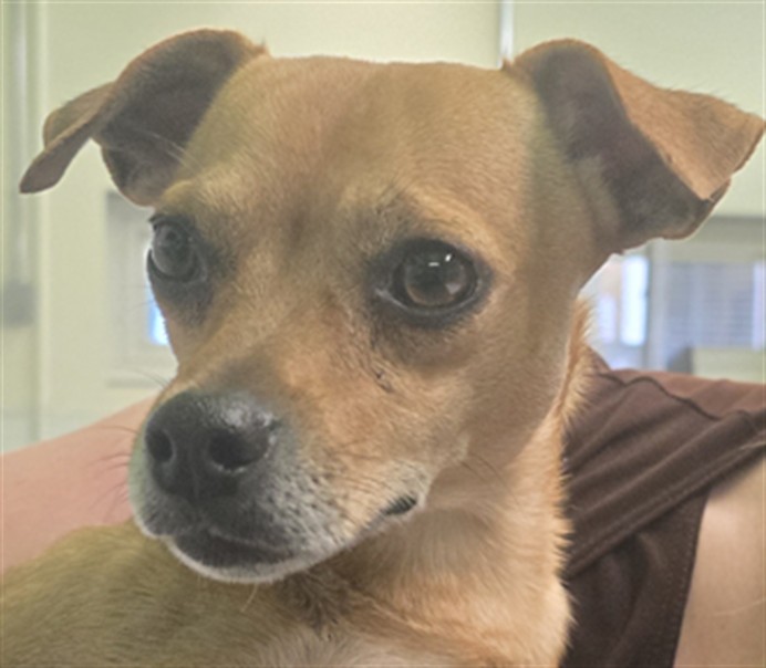 Shelter Stray Male Dog last seen , 1850 W 60th St, Los Angeles, CA 90047, USA