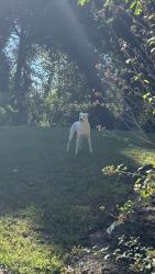 Found/Stray Male Dog last seen Seventh Street / W&OD Trail, Arlington, VA 22204