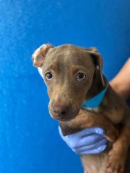 Shelter Stray Male Dog last seen Near BLOCK AVE 400, CUTLER, CA, Visalia, CA 93292, USA