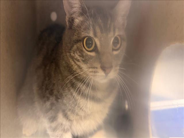 Shelter Stray Female Cat last seen , 957 N Gaffey St, San Pedro, CA 90731, USA