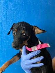 Shelter Stray Female Dog last seen Near BLOCK AVE 400, CUTLER, CA, Visalia, CA 93292, USA