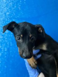 Shelter Stray Male Dog last seen Near BLOCK AVE 400, CUTLER, CA, Visalia, CA 93292, USA