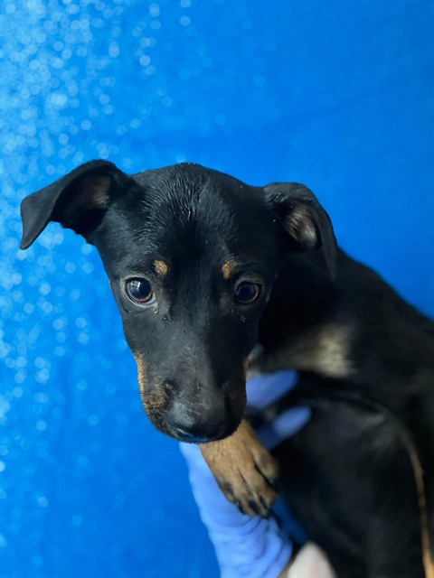 Shelter Stray Male Dog last seen Near BLOCK AVE 400, CUTLER, CA, Visalia, CA 93292, USA