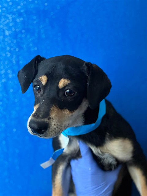Shelter Stray Male Dog last seen Near BLOCK AVE 400, CUTLER, CA, Visalia, CA 93292, USA