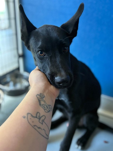 Shelter Stray Male Dog last seen Near BLOCK HOLSTE AVE, PIXLEY, CA, Visalia, CA 93292, USA
