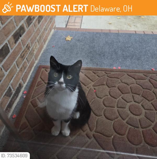 Found/Stray Unknown Cat last seen Heritage Blvd., Delaware, OH 43015