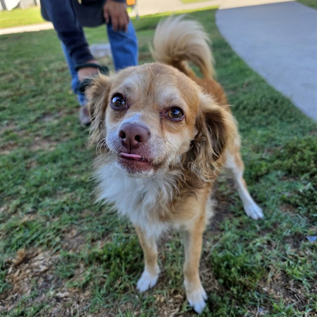 Shelter Stray Male Dog last seen Near BLOCK E SPRING ST LONG BEACH CA 90806, 7700 E Spring St, Long Beach, CA 90815, USA