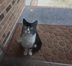 Found/Stray Unknown Cat last seen Heritage Blvd., Delaware, OH 43015