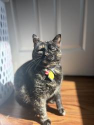 Reunited Female Cat last seen Oakland Gravel Road and Smiley Lane area, Columbia, MO 65202