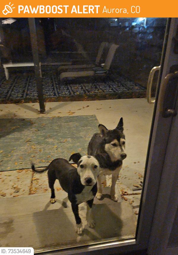 Found/Stray Male Dog last seen Mississippi and Sable, Aurora, CO 80012
