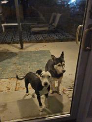 Found/Stray Male Dog last seen Mississippi and Sable, Aurora, CO 80012