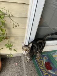 Reunited Male Cat last seen Arbor Roses neighborhood, Hillsboro, OR 97123