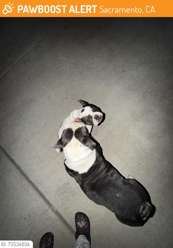 Found/Stray Female Dog last seen Near valley wind way, Sacramento, CA 95823