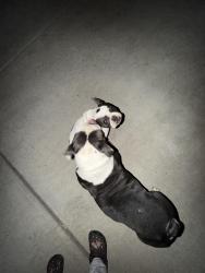 Found/Stray Female Dog last seen Near valley wind way, Sacramento, CA 95823