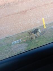 Found/Stray Unknown Dog last seen Casey gas station, Lott, TX 76656