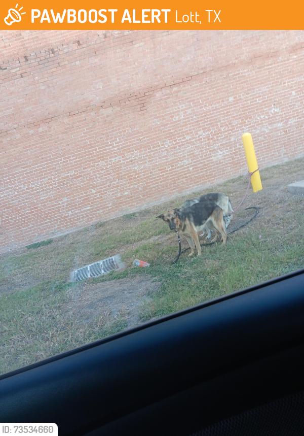 Found/Stray Unknown Dog last seen Casey gas station, Lott, TX 76656