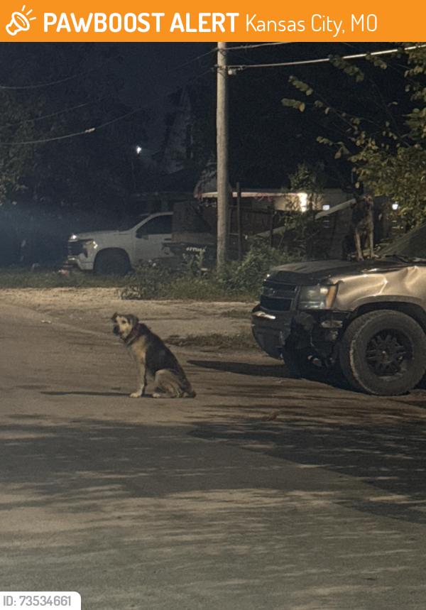 Found/Stray Unknown Dog last seen Fuller Ave & Stadium Drive, Kansas City, MO 64129