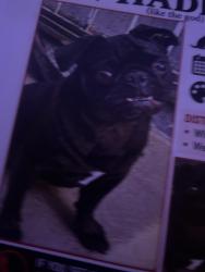 Lost Male Dog last seen S Atlantic Ave and E McMillan, Lynwood, CA 90262