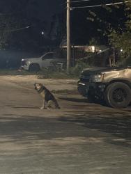 Found/Stray Unknown Dog last seen Fuller Ave & Stadium Drive, Kansas City, MO 64129