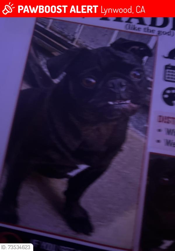 Lost Male Dog last seen S Atlantic Ave and E McMillan, Lynwood, CA 90262