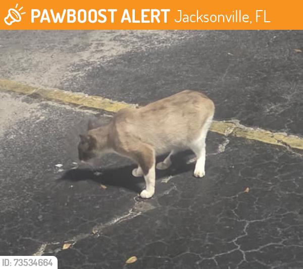 Found/Stray Male Cat last seen River City Inn parking lot on Harts Rd (next to the new s), Jacksonville, FL 32218