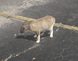 Found/Stray Male Cat last seen River City Inn parking lot on Harts Rd (next to the new s), Jacksonville, FL 32218