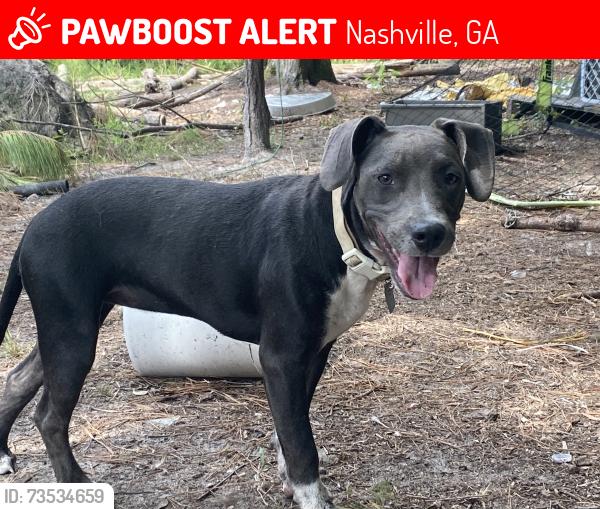 Lost Female Dog last seen Old mill town rd and country rd, Nashville, GA 31639