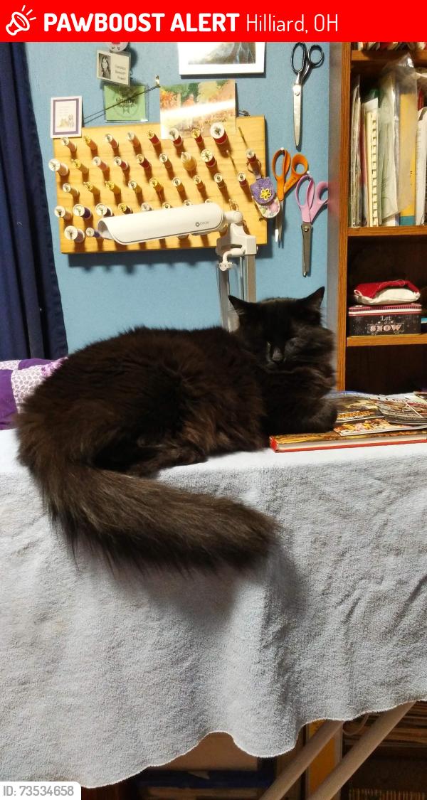 Lost Male Cat last seen Midlane and Leap, Hilliard, OH 43026