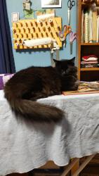 Lost Male Cat last seen Midlane and Leap, Hilliard, OH 43026