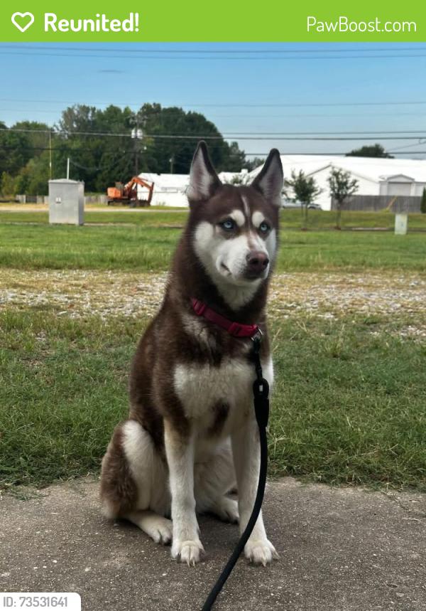 Reunited Female Dog last seen Lee willis rd and sugar mill road, Opelousas, LA 70570