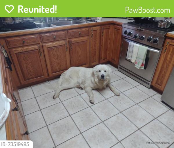 Reunited Male Dog last seen Meadow view, Galena, MO 65656