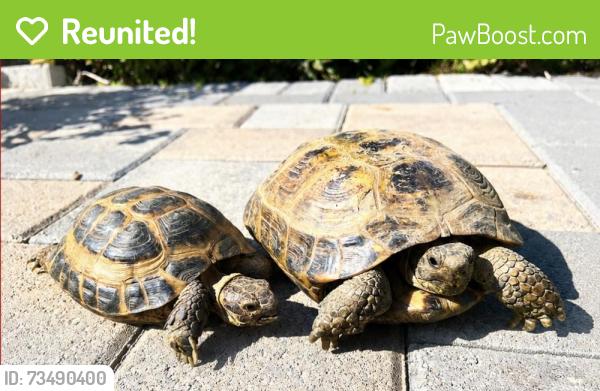 Reunited Female Reptile last seen La Arena Cir, Fountain Valley, CA 92708, USA, Fountain Valley, CA 92708
