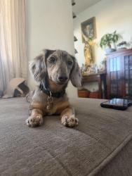 Lost Female Dog last seen Rd 140 & Rd 144, Visalia, CA 93277
