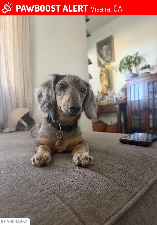 Lost Female Dog last seen Rd 140 & Rd 144, Visalia, CA 93277