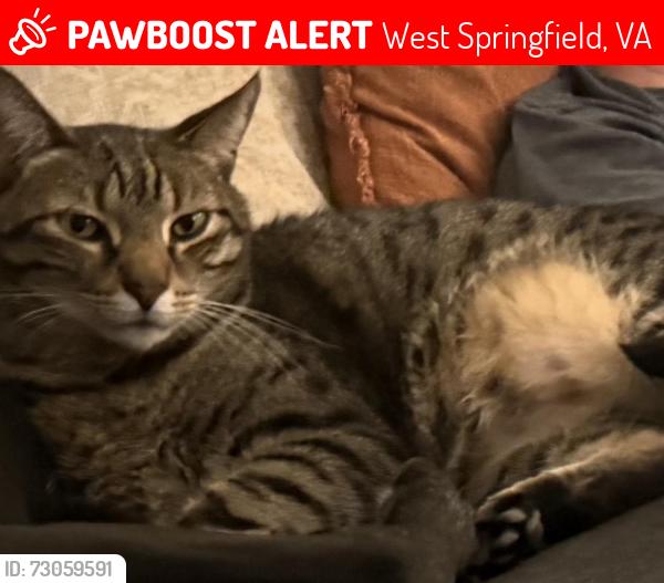 Lost Male Cat last seen Glenbrook and Hamilton, West Springfield, VA 22152
